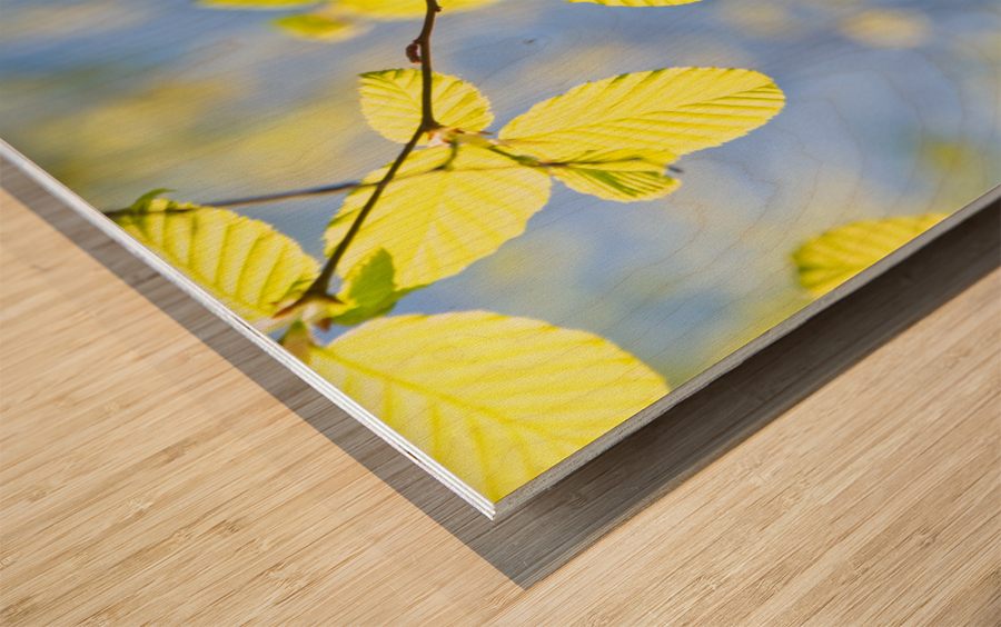 Spring Leaves Wood print