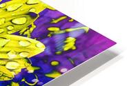 Sunflower Seeds HD Metal print