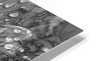 Sunflower Seeds HD Metal print
