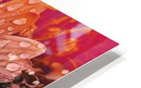 Sunflower Seeds HD Metal print