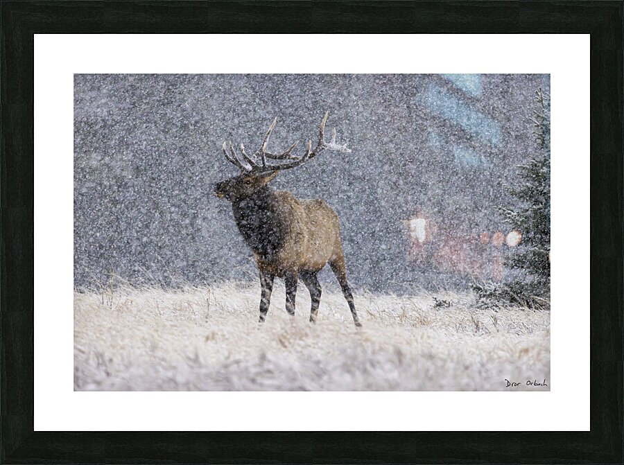  Fine Art print