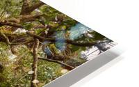 Live Oak Sprawl HD Metal print