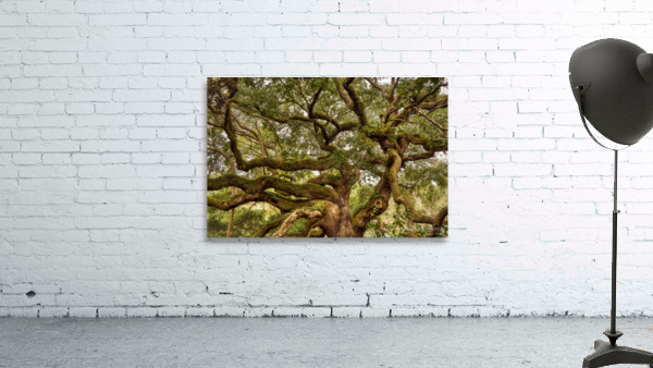 Live Oak Sprawl Wall Preview
