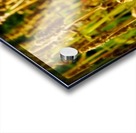 Show Off Acrylic print