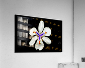 Purity Acrylic Print