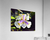Good Morning Acrylic Print