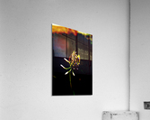 Blossom  Acrylic Print