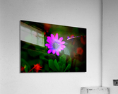 Floating Acrylic Print