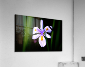 Award winning Acrylic Print