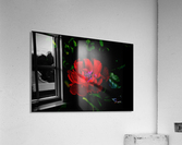 Cuddle Acrylic Print