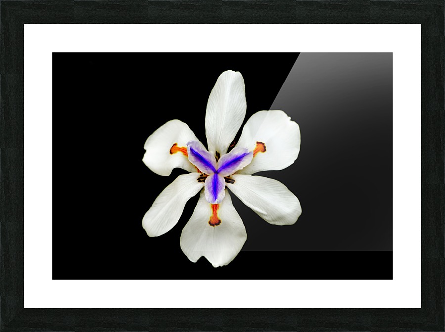 Purity Picture Frame print