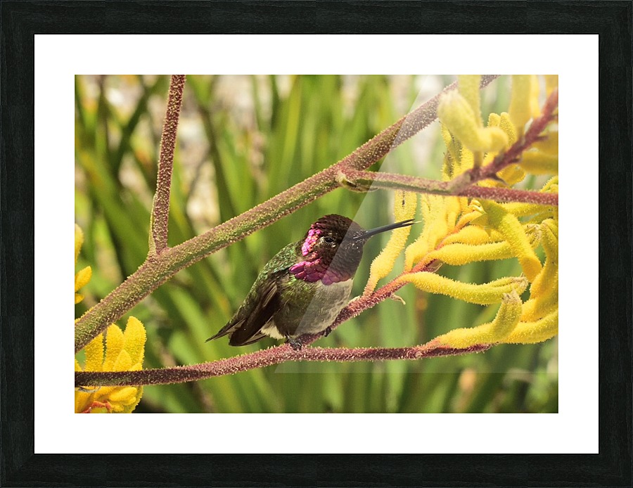 Humming Picture Frame print