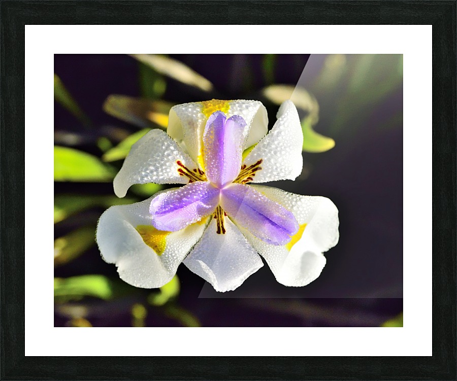 Good Morning Picture Frame print