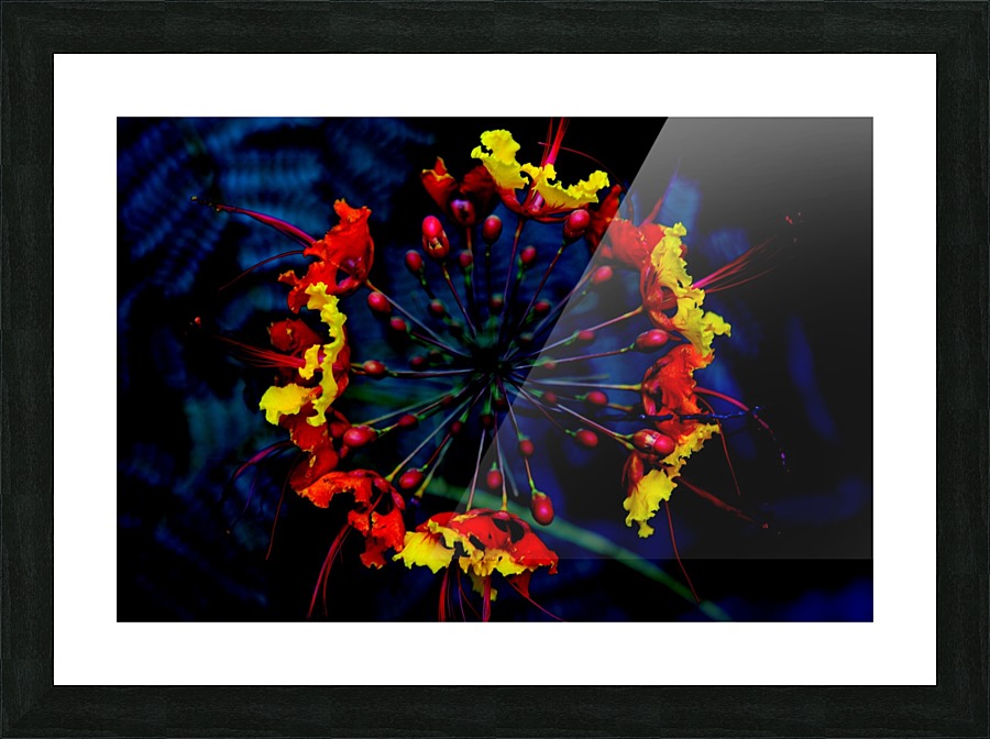 Supernovae Picture Frame print