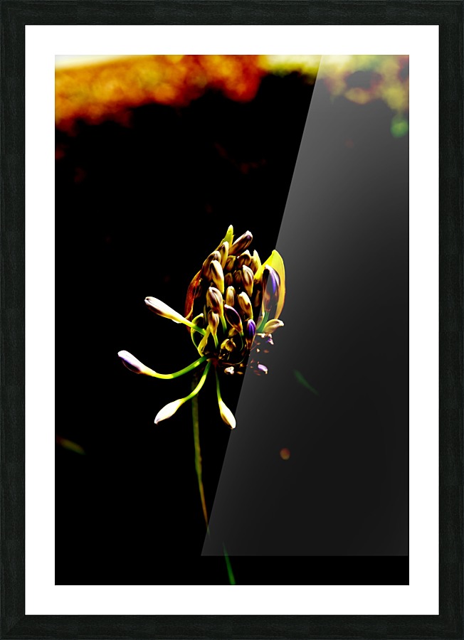 Blossom  Picture Frame print