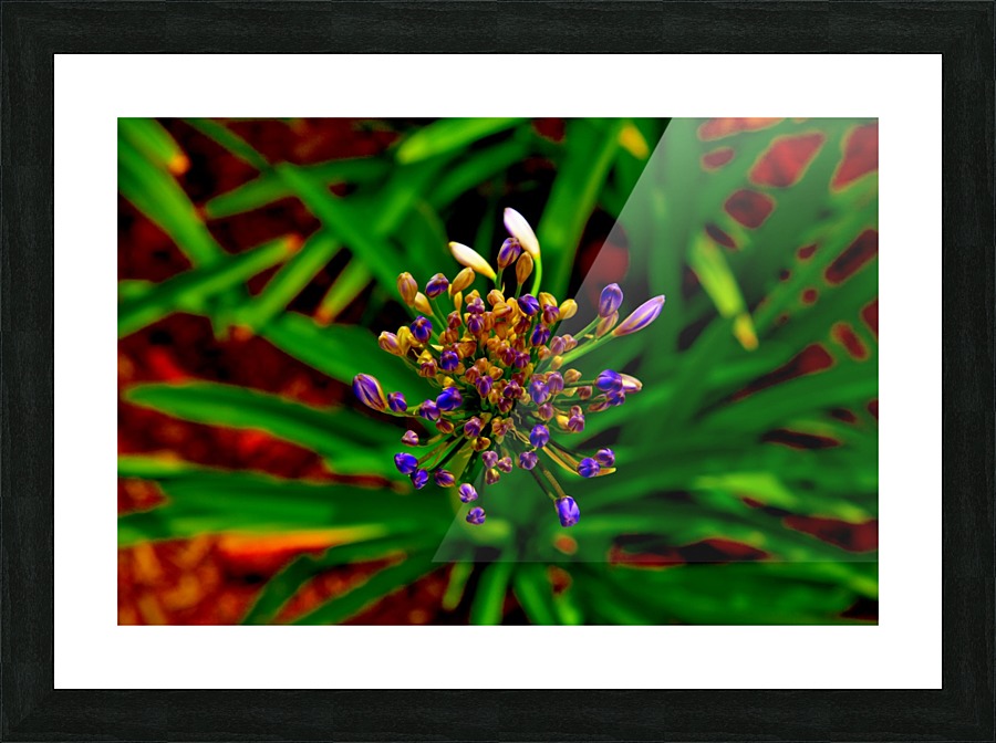 Pods Picture Frame print