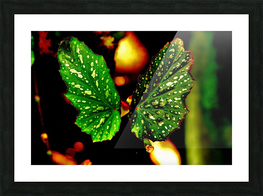 Voila Picture Frame print