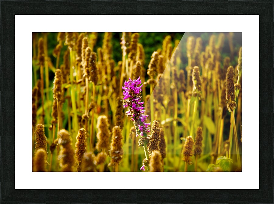 Show Off Picture Frame print