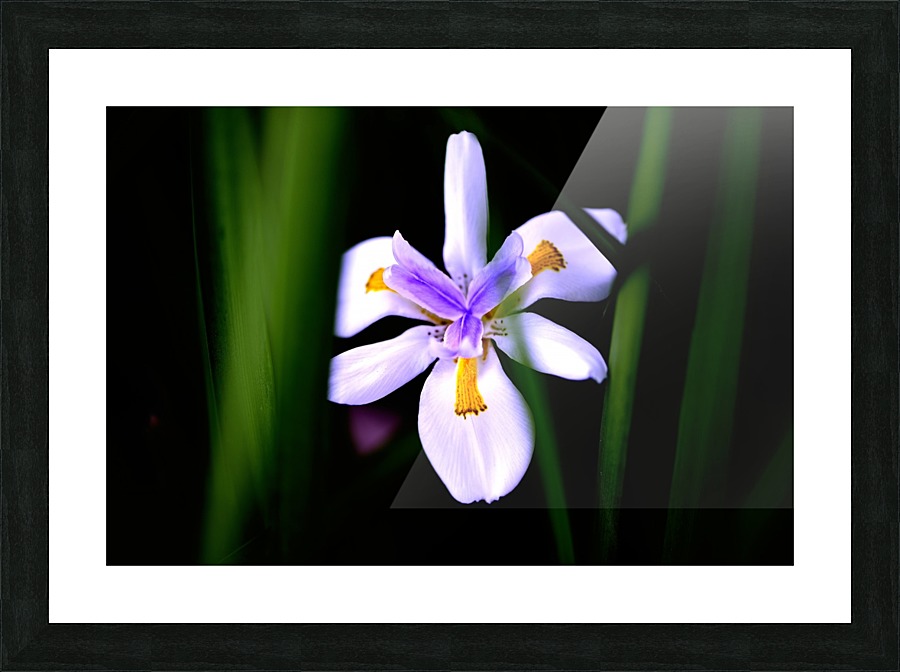 Award winning Picture Frame print