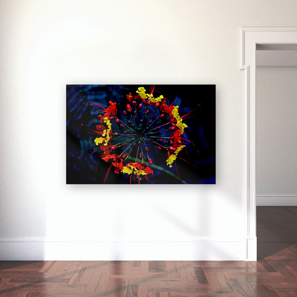 Supernovae Reproduction