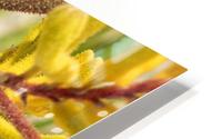 Humming HD Metal print