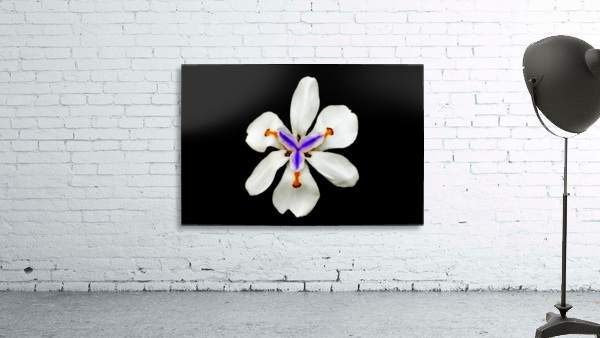 Purity Wall Preview