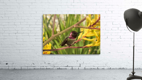 Humming Wall Preview