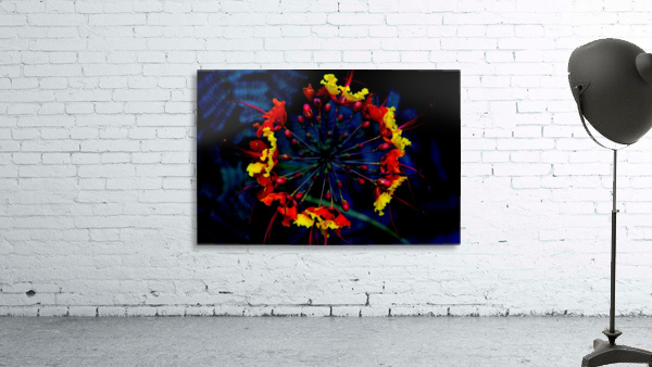 Supernovae Wall Preview