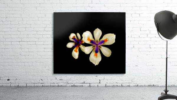 Hmmm Wall Preview