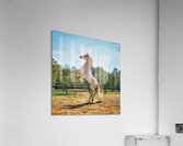 white horse enh 1 Acrylic Print