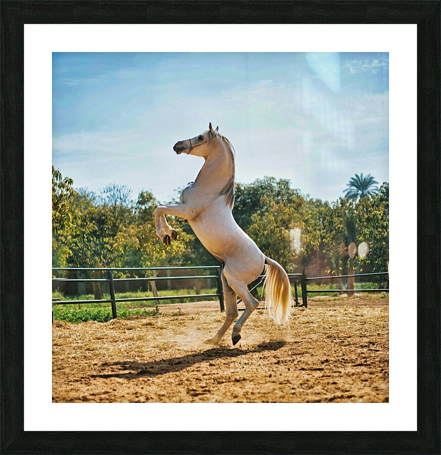 white horse enh 1 Picture Frame print