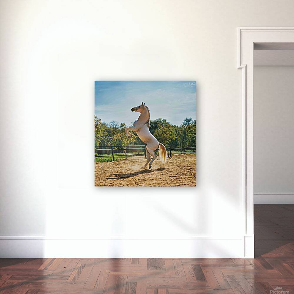 white horse enh 1 Reproduction