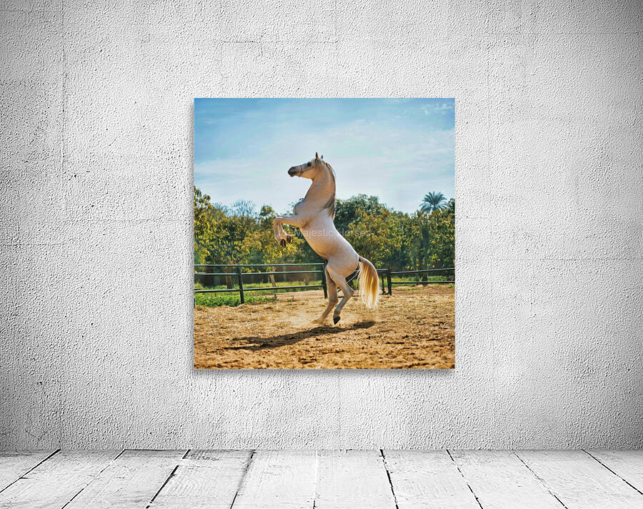 white horse enh 1 Wall Preview