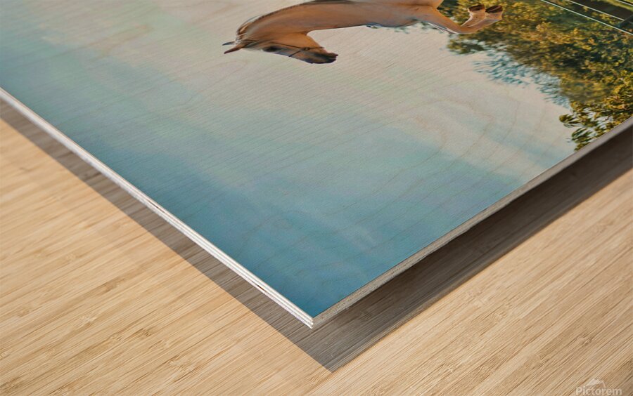 white horse enh 1 Wood print