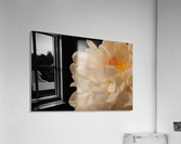 Anther Acrylic Print
