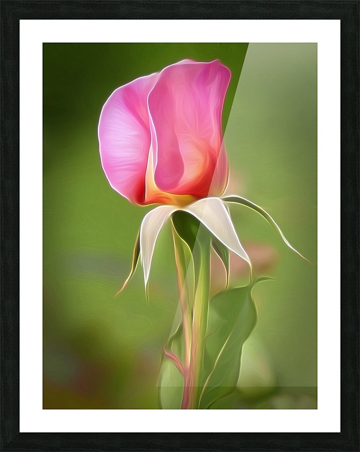 Pink Rose 1 Picture Frame print