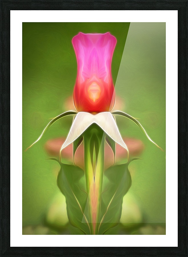 Pink Rose 2 Picture Frame print