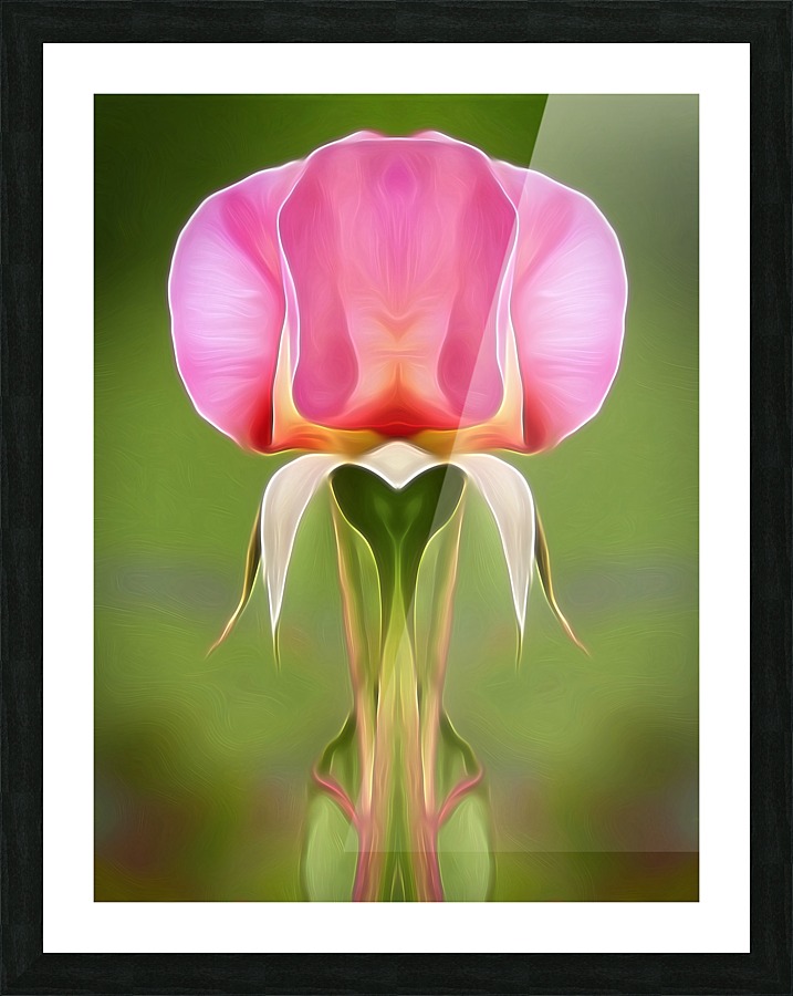 Pink Rose 3 Picture Frame print