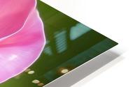 Pink Rose 3 HD Metal print