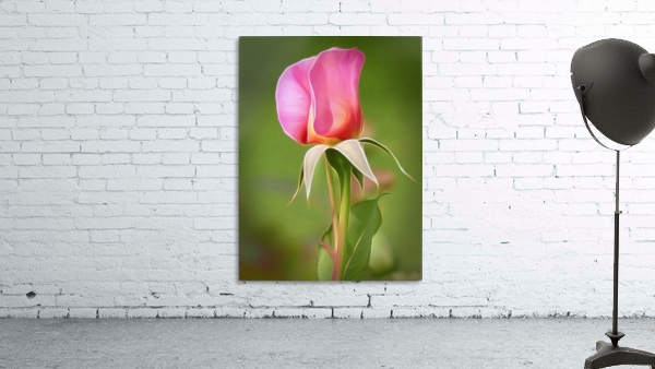 Pink Rose 1 Wall Preview