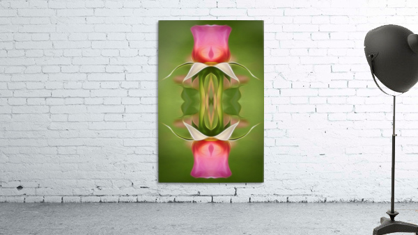 Pink Rose 4 Wall Preview