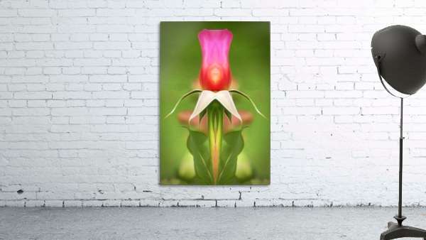 Pink Rose 2 Wall Preview
