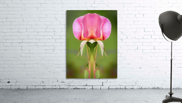 Pink Rose 3 Wall Preview