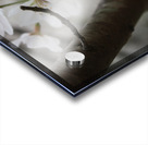 Cherry Blossom Acrylic print