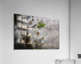 Cherry Blossom Acrylic Print