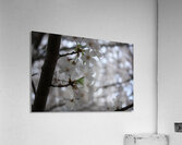 Cherry Blossoms Acrylic Print