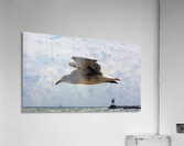 InFlight Acrylic Print