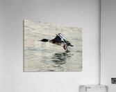 Bird in flight Acrylic Print