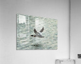 Bird in flight Acrylic Print