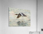 Bird in flight Acrylic Print